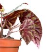 Begonia filiformis Irmsch.