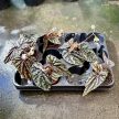 Begonia filiformis Irmsch.