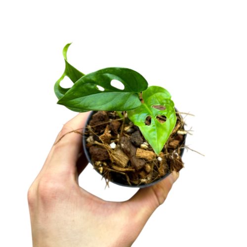 Monstera obliqua 'Tamarindo' (Inplanted)