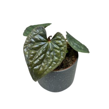 Anthurium luxurians 'Silver Platinum'