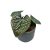 Anthurium luxurians 'Silver Platinum'