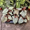 Anthurium luxurians 'Silver Platinum'