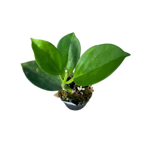 Hoya pachyclada (Inplanted)