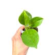 Hoya pachyclada (Inplanted)