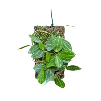 Dischidia ovata 'Watermelon' parafán (Inplanted)