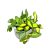 Hoya aff. burtoniae (Hoya DS-70)