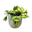 Hoya aff. burtoniae (Hoya DS-70)