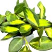 Hoya aff. burtoniae (Hoya DS-70)