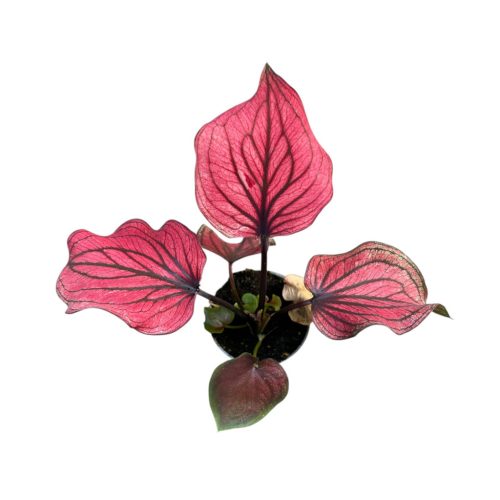 Caladium 'Lucia' (mini)