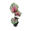 Caladium 'Lucia' (mini)