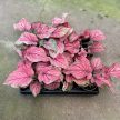 Caladium 'Lucia' (mini)