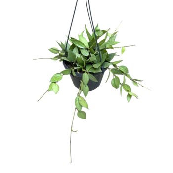 Hoya lacunosa 'Mint' (L)