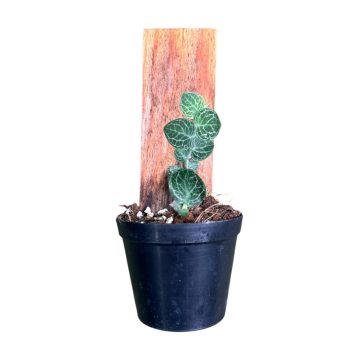 Rhaphidophora cryptantha (Inplanted)