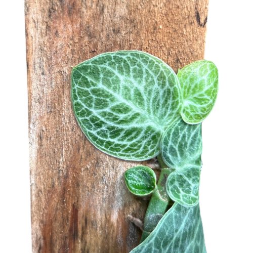 Rhaphidophora cryptantha (Inplanted)