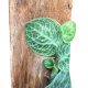 Rhaphidophora cryptantha (Inplanted)