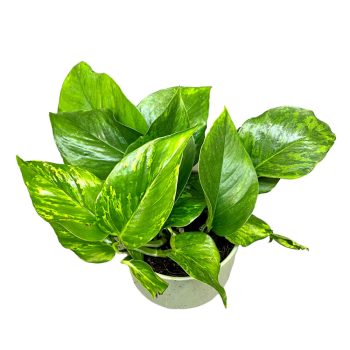 Epipremnum aureum ‘Marble Green'