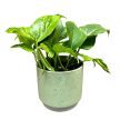 Epipremnum aureum ‘Marble Green'