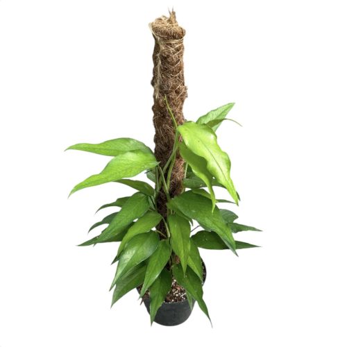 Epipremnum pinnatum 'Skeleton Key' kókuszkarón (Inplanted)