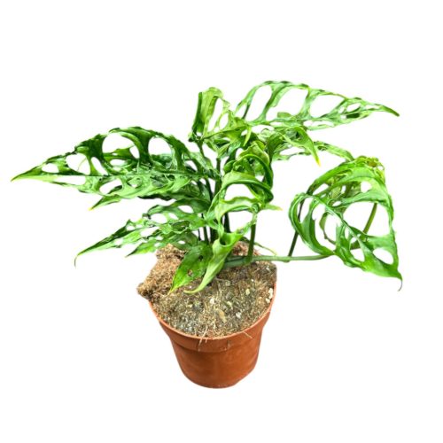 Monstera obliqua 'Peru'