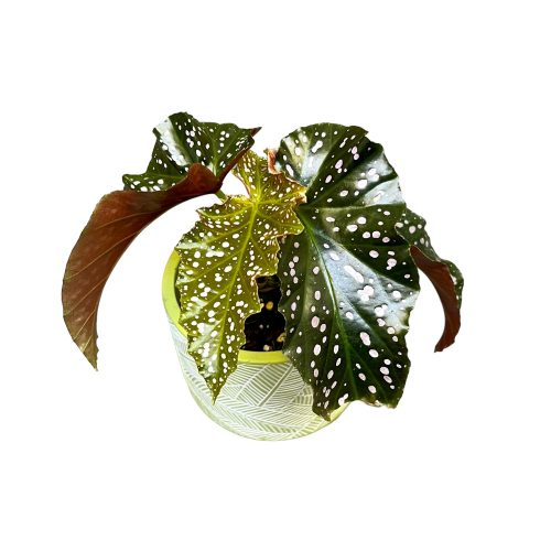 Begonia ‘Cracklin Rosie’