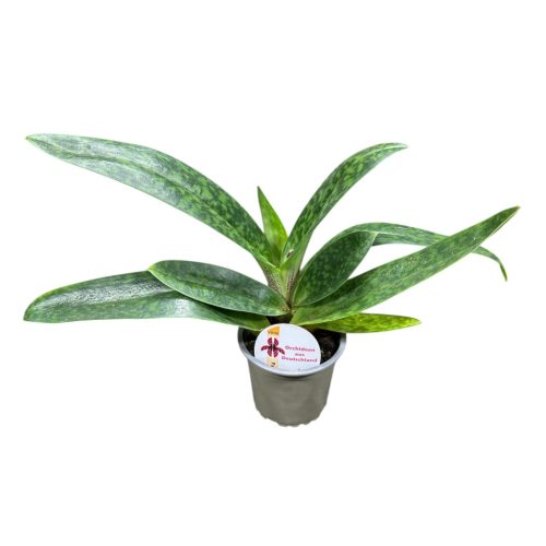 Paphiopedilum Harisianum Superbum 'Celle' (virágzó méret)