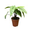 Alocasia heterophylla 'Corazon'