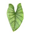Alocasia heterophylla 'Corazon'