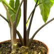 Alocasia heterophylla 'Corazon'