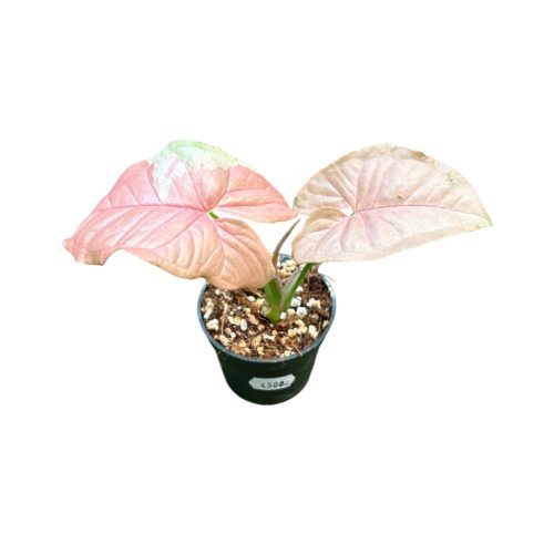 Syngonium podophyllum 'Milk Confetti Pink Sport' (Inplanted)