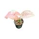Syngonium podophyllum 'Milk Confetti Pink Sport' (Inplanted)