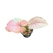 Syngonium podophyllum 'Milk Confetti Pink Sport' (Inplanted)