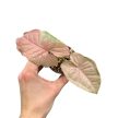 Syngonium podophyllum 'Milk Confetti Pink Sport' (Inplanted)