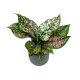 Aglaonema 'Pink Leopard'