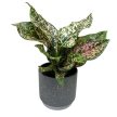 Aglaonema 'Pink Leopard'