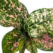 Aglaonema 'Pink Leopard'