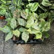 Aglaonema 'Pink Leopard'