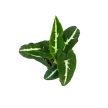 Syngonium wendlandii mini (Inplanted)