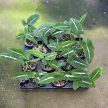 Syngonium wendlandii mini (Inplanted)