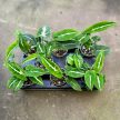 Syngonium wendlandii mini (Inplanted)