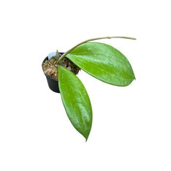 Hoya hanhiae 'Pink Yellow' (Inplanted)