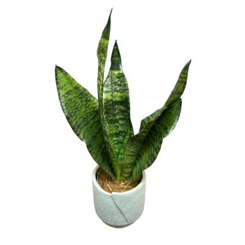 Sansevieria trifasciata 'Robusta' (Anyósnyelv)