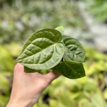 Anthurium hoffmannii X luxurians (magonc)