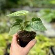 Anthurium hoffmannii X luxurians (magonc)