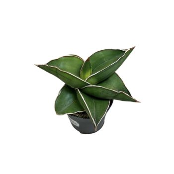 Sansevieria ehrenbergii 'Samurai'