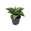 Sansevieria ehrenbergii 'Samurai'