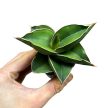 Sansevieria ehrenbergii 'Samurai'