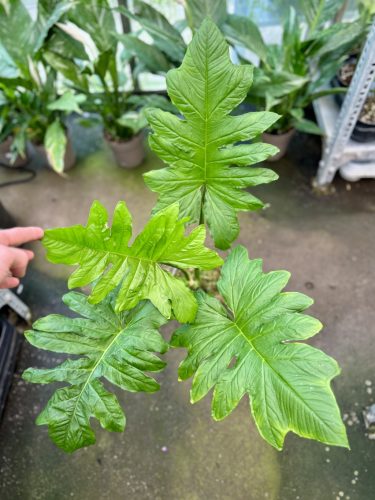 Syngonium steyermarkii 'XL' (Grower's Select)