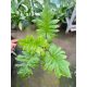 Syngonium steyermarkii 'XL' (Grower's Select)