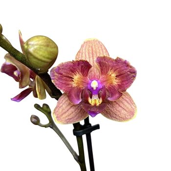 Phalaenopsis 'Bolzano' >peloric<