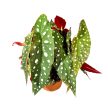 Begonia maculata